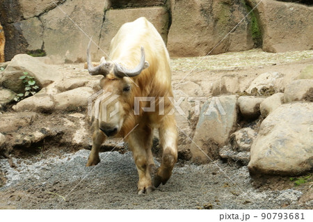 高山地帯に暮らすターキン 90793681
