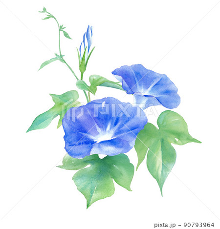 青色のアサガオの花。水彩イラスト。 90793964