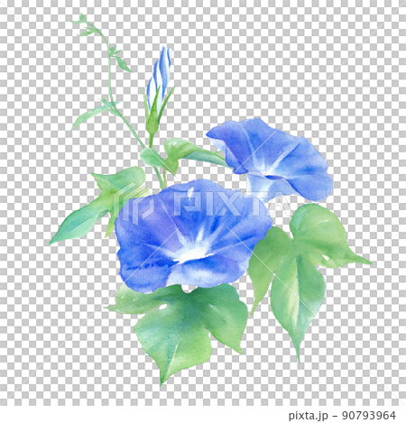 青色のアサガオの花。水彩イラスト。 90793964