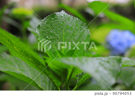 雨の日の公園に咲く紫陽花 90794053