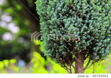 雨の日の公園に咲く紫陽花 90794063
