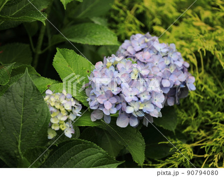 雨の日の公園に咲く紫陽花 90794080