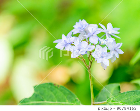 梅雨時期の景色 シーボルトが愛した美しいアジサイ 七段花 梅雨時期の景色 シーボルトが愛した美しいアジサイ 七段花 90794165