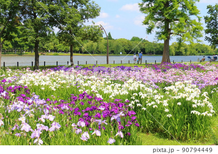 東京都葛飾区にある水元公園の菖蒲まつり　六月初旬 90794449