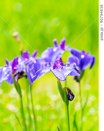 爽やかな初夏の景色　カラフルで華やかな満開の花菖蒲 90794636