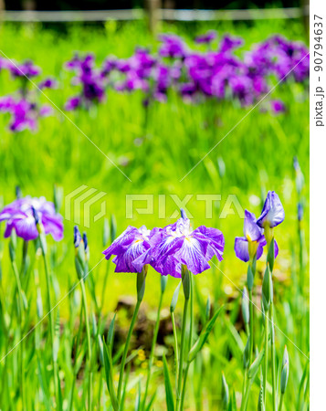爽やかな初夏の景色　カラフルで華やかな満開の花菖蒲 90794637
