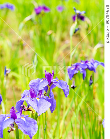 爽やかな初夏の景色　カラフルで華やかな満開の花菖蒲 90794638