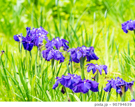 爽やかな初夏の景色　カラフルで華やかな満開の花菖蒲 90794639