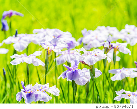 爽やかな初夏の景色　カラフルで華やかな満開の花菖蒲 90794671