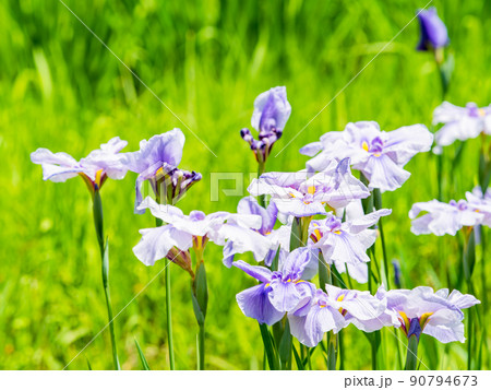 爽やかな初夏の景色　カラフルで華やかな満開の花菖蒲 90794673