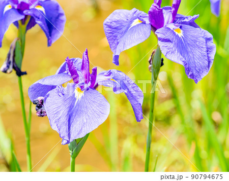 爽やかな初夏の景色　カラフルで華やかな満開の花菖蒲 90794675