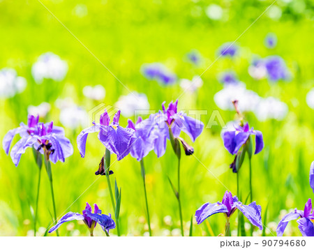 爽やかな初夏の景色　カラフルで華やかな満開の花菖蒲 90794680