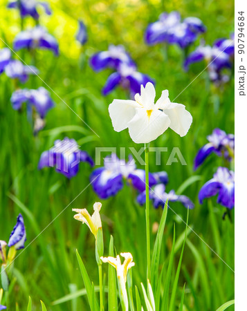 爽やかな初夏の景色 カラフルで華やかな満開の花菖蒲 爽やかな初夏の景色 カラフルで華やかな満開の花菖蒲 90794684