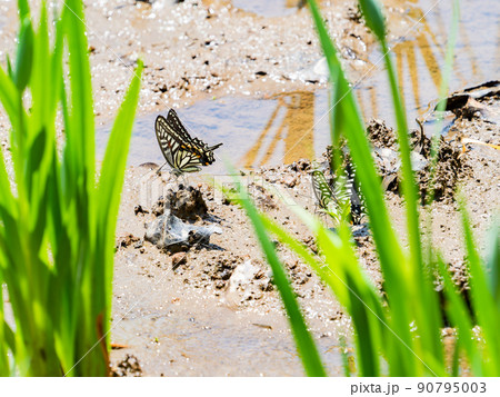 かわいい初夏の景色 菖蒲田で休憩する二頭のアゲハ蝶 かわいい初夏の景色 菖蒲田で休憩する二頭のアゲハ蝶 90795003
