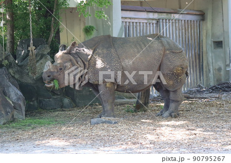 動物園のインドサイが餌を食べている風景 90795267