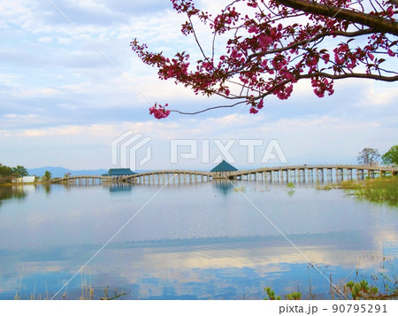 青森県岩木山近くにある鶴の舞橋 春の桜シーズン 青森県岩木山近くにある鶴の舞橋 春の桜シーズン 90795291