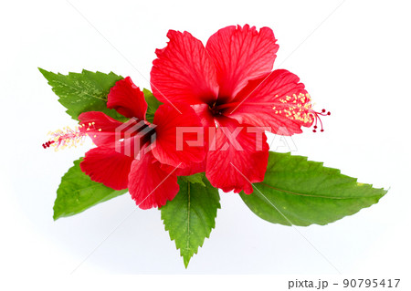 Hibiscus flower with green leaves Hibiscus flower with green leaves 90795417