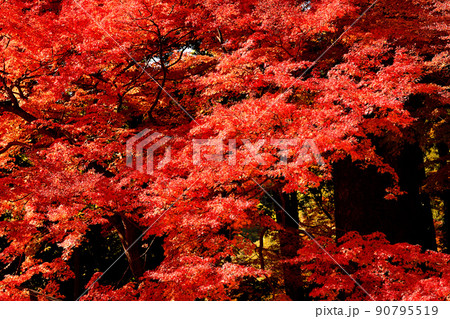 秋の風景 紅葉 秋の風景 紅葉 90795519