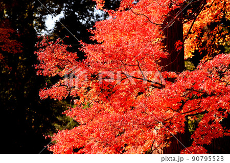 秋の風景　紅葉 90795523