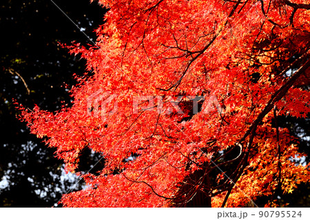 秋の風景 紅葉 秋の風景 紅葉 90795524