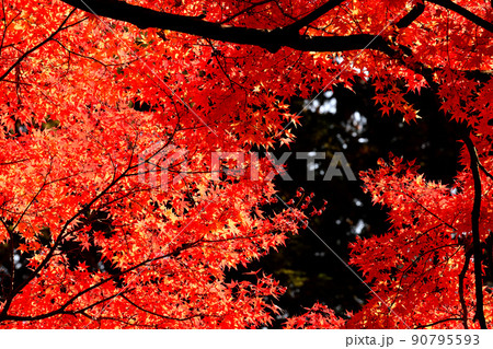 秋の風景 紅葉 秋の風景 紅葉 90795593