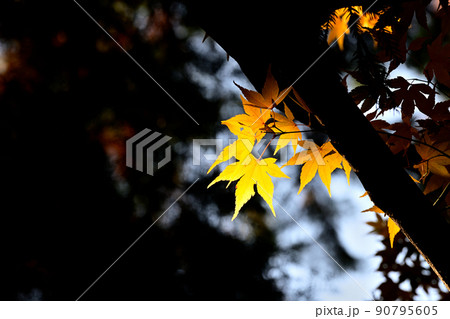 秋の風景 紅葉 秋の風景 紅葉 90795605