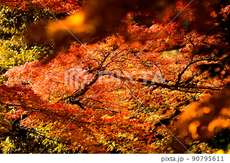 秋の風景 紅葉 秋の風景 紅葉 90795611