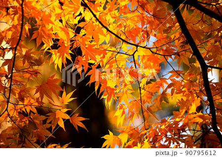 秋の風景 紅葉 秋の風景 紅葉 90795612
