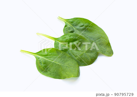 Spinach leaves. Extremely nutrient-rich vegetable 90795729