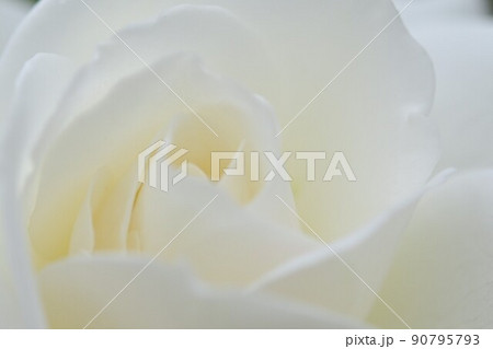 バラの花・優美な花びらアップ 90795793