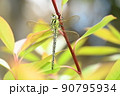 美しいアオヤンマ 90795934