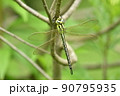 美しいアオヤンマ 90795935