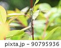 美しいアオヤンマ 90795936
