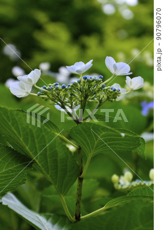 茨城県　水戸市　護国神社の紫陽花 90796070