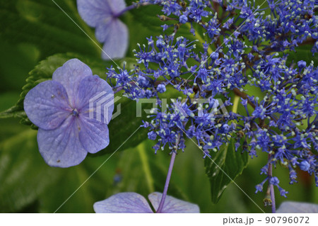 茨城県　水戸市　護国神社の紫陽花 90796072