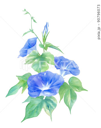 青色のアサガオの花。水彩イラスト。縦型。 青色のアサガオの花。水彩イラスト。縦型。 90796073