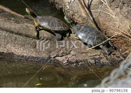 公園の池に倒れかかった木の上で日光浴をする、アカミミガメ 90796156