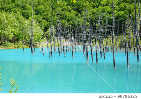 青い池 (北海道美瑛町) 青い池 (北海道美瑛町) 90796335