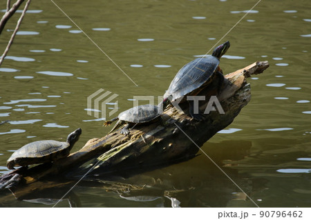 公園の池に倒れかかった木の上で日光浴をする、アカミミガメ 公園の池に倒れかかった木の上で日光浴をする、アカミミガメ 90796462