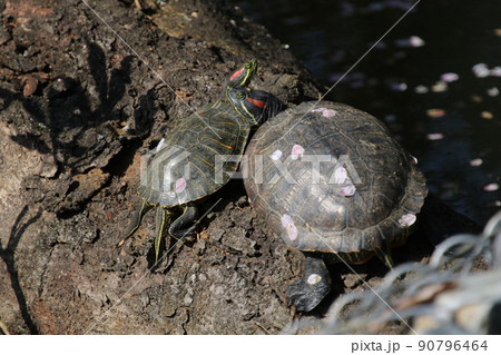 公園の池に倒れかかった木の上で日光浴をする、アカミミガメ 公園の池に倒れかかった木の上で日光浴をする、アカミミガメ 90796464
