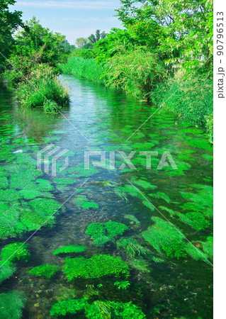 新緑あふれる大王わさび農場の万水川 新緑あふれる大王わさび農場の万水川 90796513