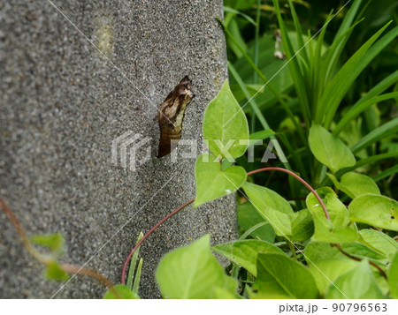 アゲハ蝶の蛹 アゲハ蝶の蛹 90796563