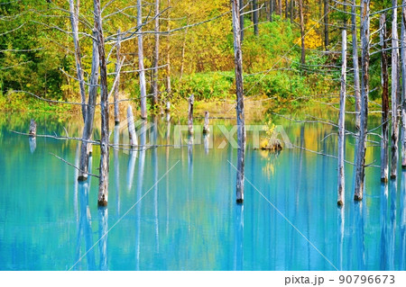 青い池　（北海道美瑛町） 90796673