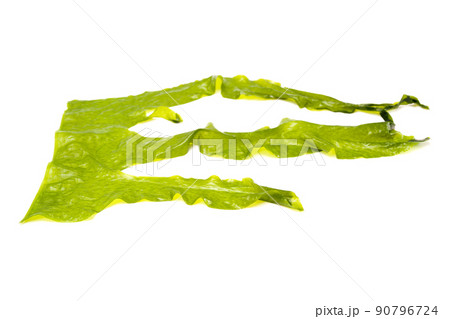 Laminaria (Kelp) Seaweed Isolated on White Background.Fresh seaweed wakame Laminaria (Kelp) Seaweed Isolated on White Background.Fresh seaweed wakame 90796724