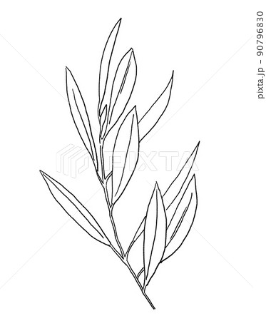 Black outline mediterranean olive branch and leaves, wedding invitation element illustration 90796830