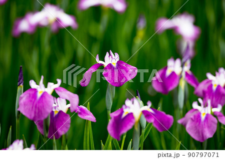 東京都青梅市吹上 吹上しょうぶ公園 花しょうぶ祭 東京都青梅市吹上 吹上しょうぶ公園 花しょうぶ祭 90797071