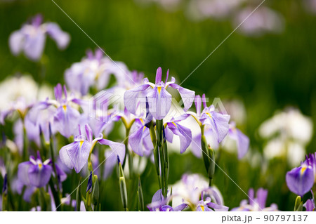 東京都青梅市吹上　吹上しょうぶ公園　花しょうぶ祭 90797137