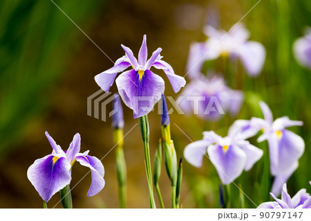 東京都青梅市吹上　吹上しょうぶ公園　花しょうぶ祭 90797147