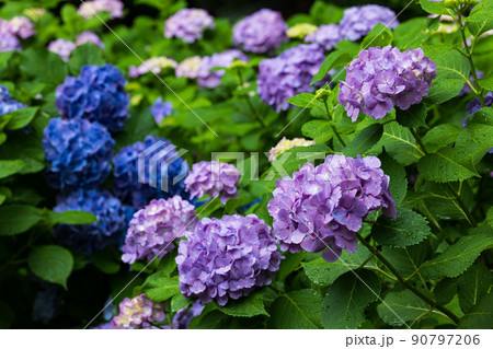 雨の日の紫陽花の花　6月 90797206
