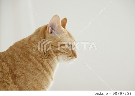 ねこちゃんの日常風景（すっかり大きくなりました） 90797253